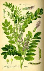 800px Illustration Glycyrrhiza glabra0