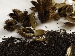 Datura stramonium, Datura officinal