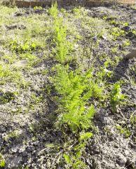 carottes pour Etrange