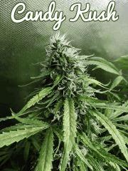 Candy kush 25/10/16