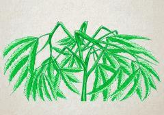 supercropping cannabis