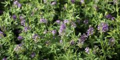 alfalfa