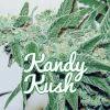 étiquette kandy kush 2b