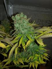 cheese f+72