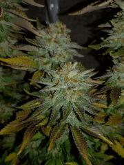 Jack Widow #2 f+72