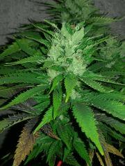 NE X appolo g13