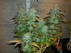 Jack Widow #2 f+72