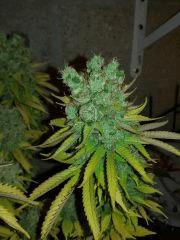 cheese f+82