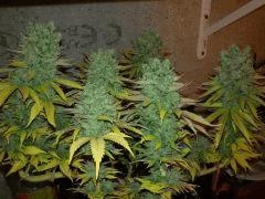 cheese f+82