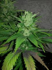 NE X appolo g13