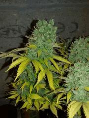 cheese f+82