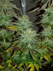 Jack widow #2 f+72