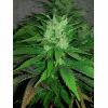 NE X appolo g13