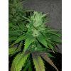 NE X appolo g13