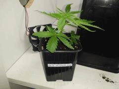 C 4 BOUTZ WHITEWALKER KUSH