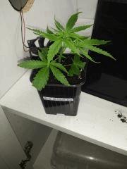 WWKUSH BOUTZ C 4