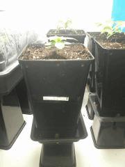 Pix 6      WW X Big Bud ( La plus petite )