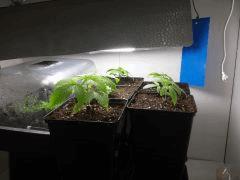 4ème Pix  (Shishka Berry,WWxBig Bud,Big Band,Crystal Candy,BCN Diesel CBD)