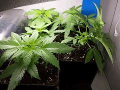 ShishkaBerry, BCN Diesel CBD, Crystal Candy, WW x Big Bud et Big Band