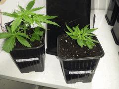 2 BOUTZ COMPARATIF