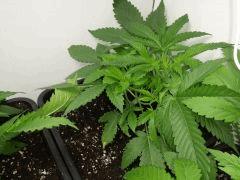 SHISHKABERRY CRO 24 REMPOTEE EN 11L BIS