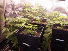 TEST SS CFL 200W ( WHITEWALKER KUSH, CRYSTAL CANDY, BUBBHA KUSH   3 BOUTZ )