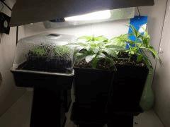 BOUTZ ( 3x Bubbha Kush, 1x WhitheWalker Kush, 1x Crystal Candy )