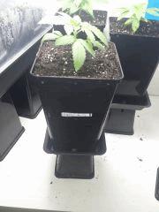 Pix 8      Crystal Candy