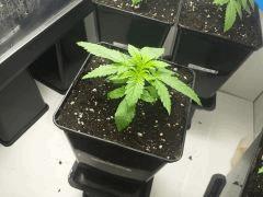 Pix 11     BCN Diesel CBD