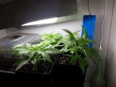 ShishkaBerry, BCN Diesel CBD, Crystal Candy, WW x Big Bud et Big Band