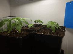 5ème Pix  (Shishka Berry,WWxBig Bud,Big Band,Crystal Candy,BCN Diesel CBD)