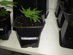 CRO 4 BOUTZ BUBBHA KUSH 1