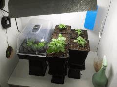 6ème Pix  (Shishka Berry,WWxBig Bud,Big Band,Crystal Candy,BCN Diesel CBD)