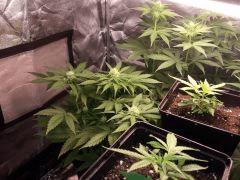 TEST SS CFL 200W à F 15 ( WHITEWALKER KUSH, CRYSTAL CANDY, BUBBHA KUSH   3 BOUTZ ) 2