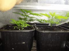 BOUTZ ( 3x Bubbha Kush, 1x WhitheWalker Kush, 1x Crystal Candy )