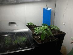 1ère d'ensemble avec Les 5 à Cro 10  (Shishka Berry,WWxBig Bud,Big Band,Crystal Candy,BCN Diesel CBD)  Et Les 5 boutz