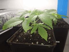 Pix 14      ShishkaBerry  sous La jupe