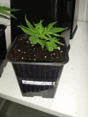BK1 BOUTZ CRO 4