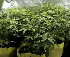 JEF , WAPPA , BUBBA KUSH