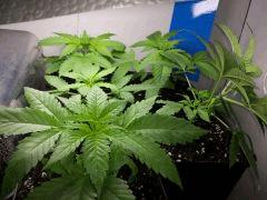 ShishkaBerry, BCN Diesel CBD, Crystal Candy, WW x Big Bud et Big Band
