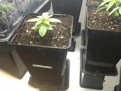 Pix 7      WW X Big Bud