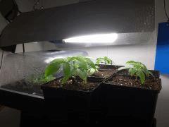 2ème Pix avec Les miss En 1er plan  (Shishka Berry,WWxBig Bud,Big Band,Crystal Candy,BCN Diesel CBD)