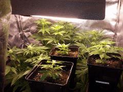 TEST SS CFL 200W à F 15 ( WHITEWALKER KUSH, CRYSTAL CANDY, BUBBHA KUSH   3 BOUTZ )