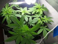 ShishkaBerry, BCN Diesel CBD, Crystal Candy, WW x Big Bud et Big Band