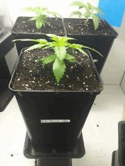Pix 10     BCN Diesel CBD