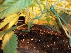 C 25 SHISHKABERRY REPALISSEE