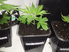 CRYSTAL CANDY BOUTZ CRO 4