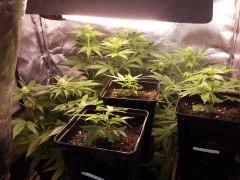 TEST SS CFL 200W à F 15 ( WHITEWALKER KUSH, CRYSTAL CANDY, BUBBHA KUSH   3 BOUTZ ) 4