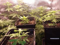 TEST SS CFL 200W à F 15 ( WHITEWALKER KUSH, CRYSTAL CANDY, BUBBHA KUSH   3 BOUTZ ) 3