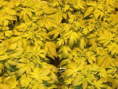 DSCF7093 (FILEminimizer)